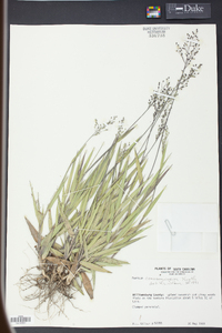 Panicum consanguineum image