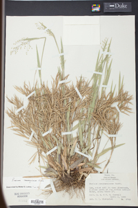 Panicum consanguineum image