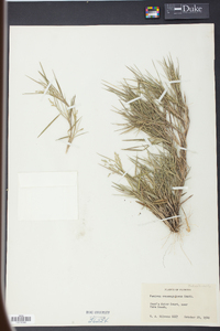 Panicum consanguineum image