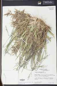 Panicum consanguineum image