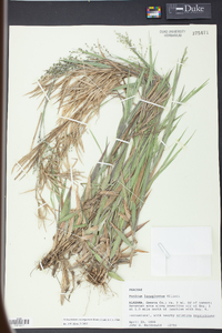 Panicum consanguineum image