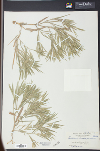 Panicum consanguineum image