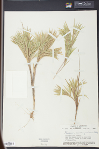 Panicum consanguineum image