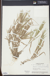 Panicum consanguineum image