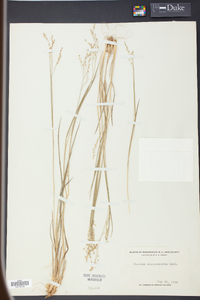 Panicum depauperatum image