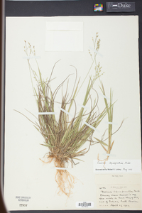 Panicum depauperatum image