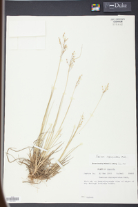 Panicum depauperatum image