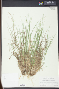 Panicum depauperatum image