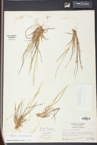 Panicum depauperatum image