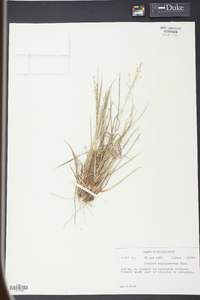 Panicum depauperatum image