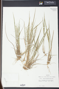 Panicum depauperatum image