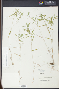 Panicum dichotomum image