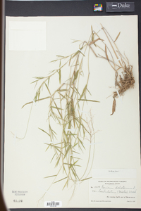 Panicum dichotomum image