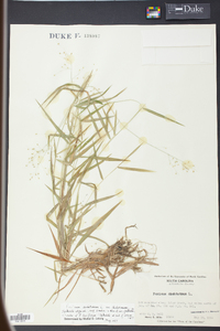 Panicum dichotomum image