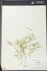 Panicum dichotomum image