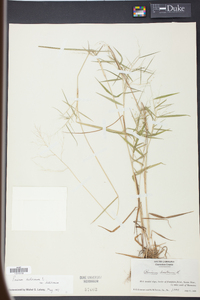 Panicum dichotomum image