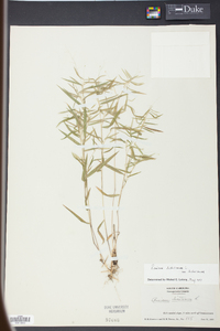 Panicum dichotomum image