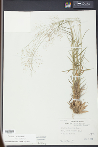 Panicum dichotomum image