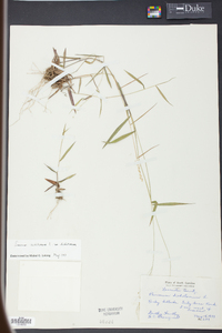 Panicum dichotomum image