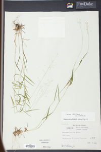 Panicum dichotomum image