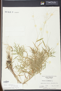 Panicum dichotomum image