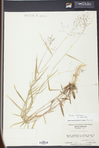 Panicum dichotomum image