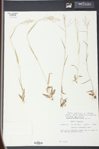 Panicum dichotomum image