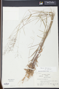 Panicum dichotomum image