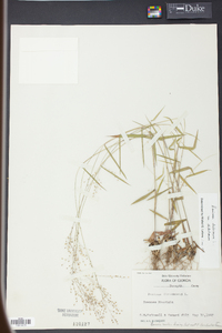 Panicum dichotomum image