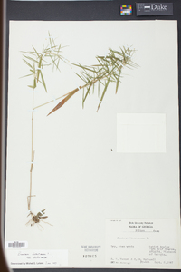 Panicum dichotomum image