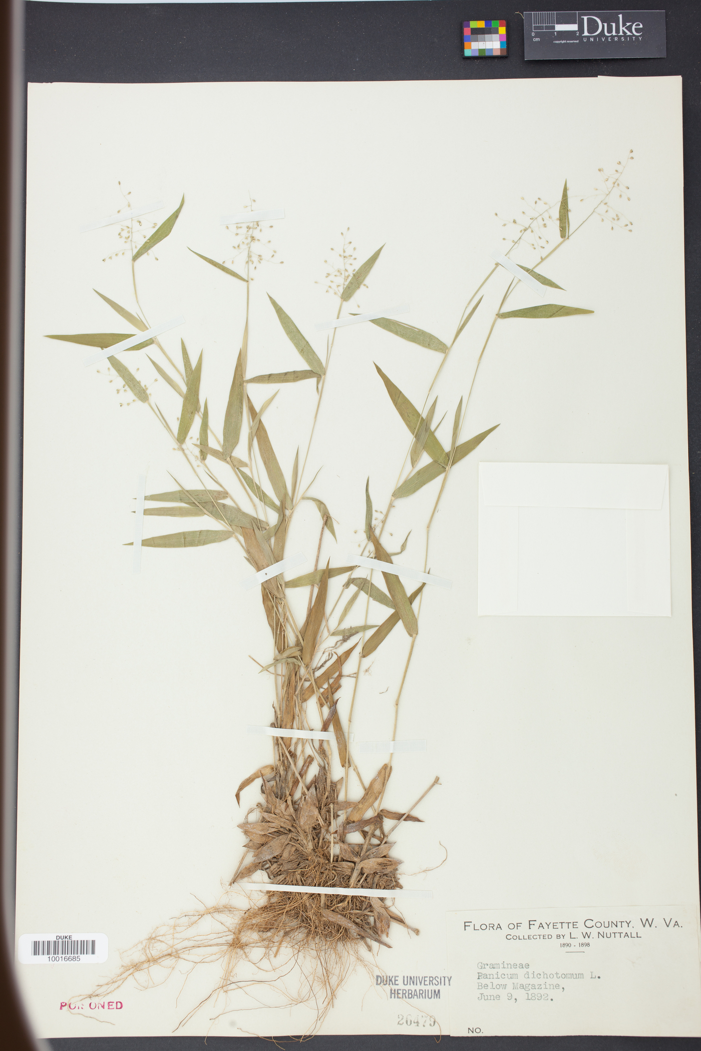 Panicum dichotomum image