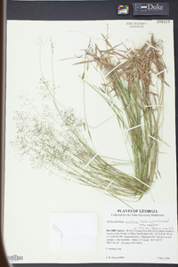 Panicum ensifolium image