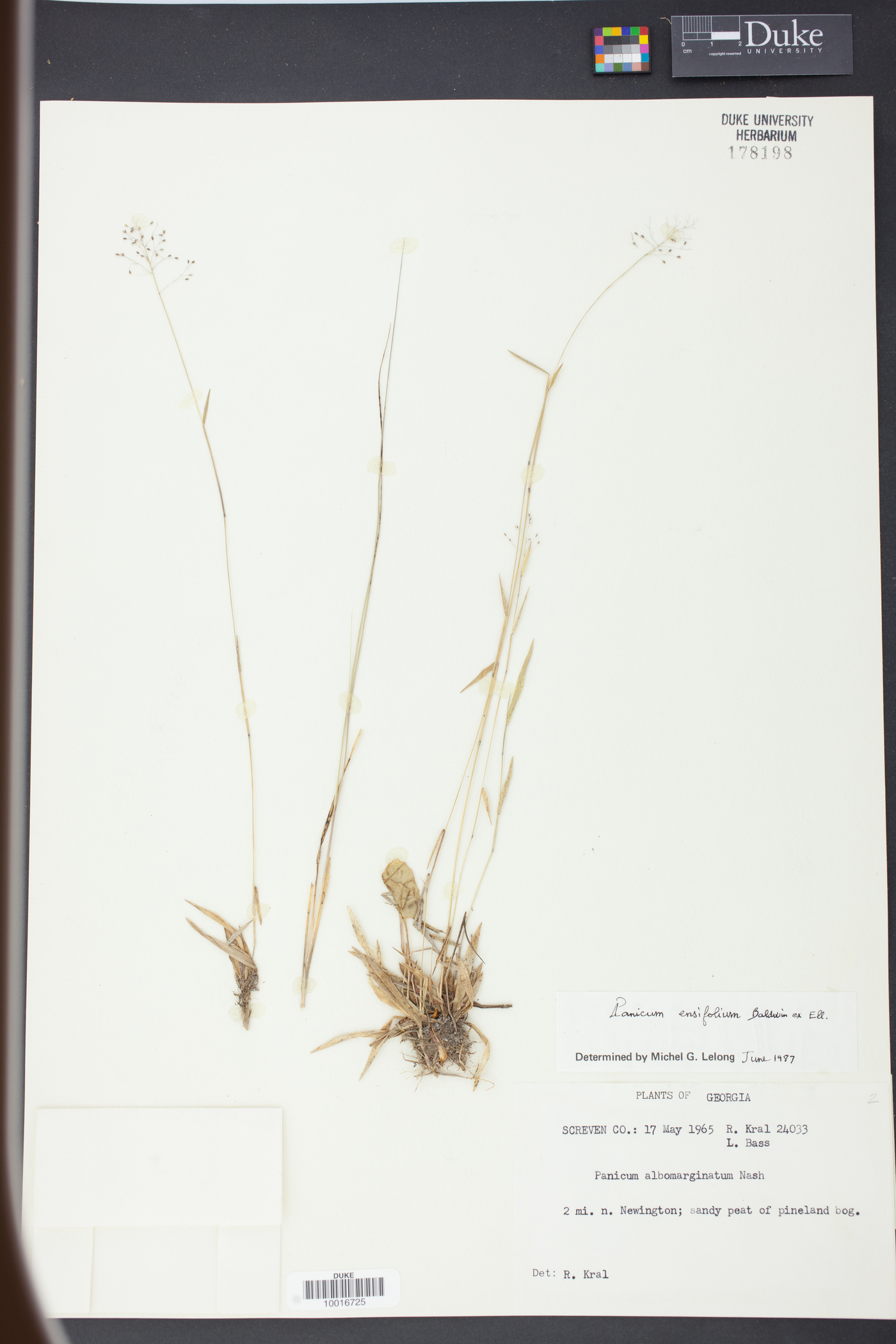 Panicum ensifolium image