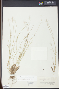 Panicum ensifolium image