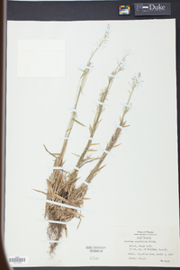 Panicum ensifolium image