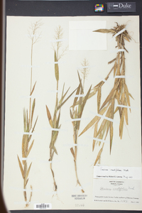 Panicum erectifolium image