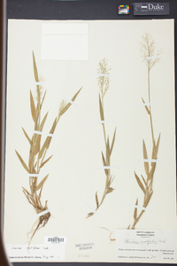 Panicum erectifolium image