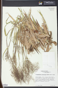 Panicum erectifolium image