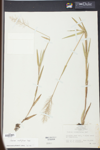 Panicum erectifolium image