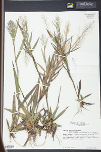 Panicum erectifolium image