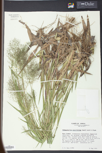 Panicum erectifolium image