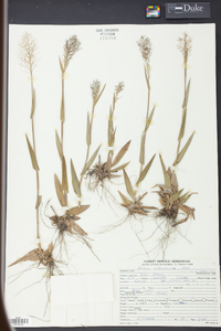 Panicum erectifolium image