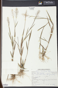 Panicum erectifolium image