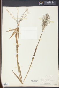 Panicum erectifolium image