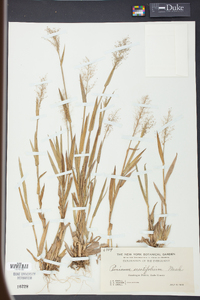 Panicum erectifolium image