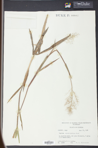 Panicum erectifolium image