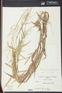 Panicum erectifolium image