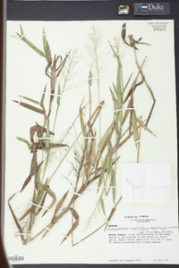 Panicum erectifolium image