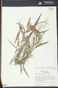 Panicum erectifolium image