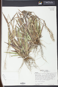 Panicum erectifolium image